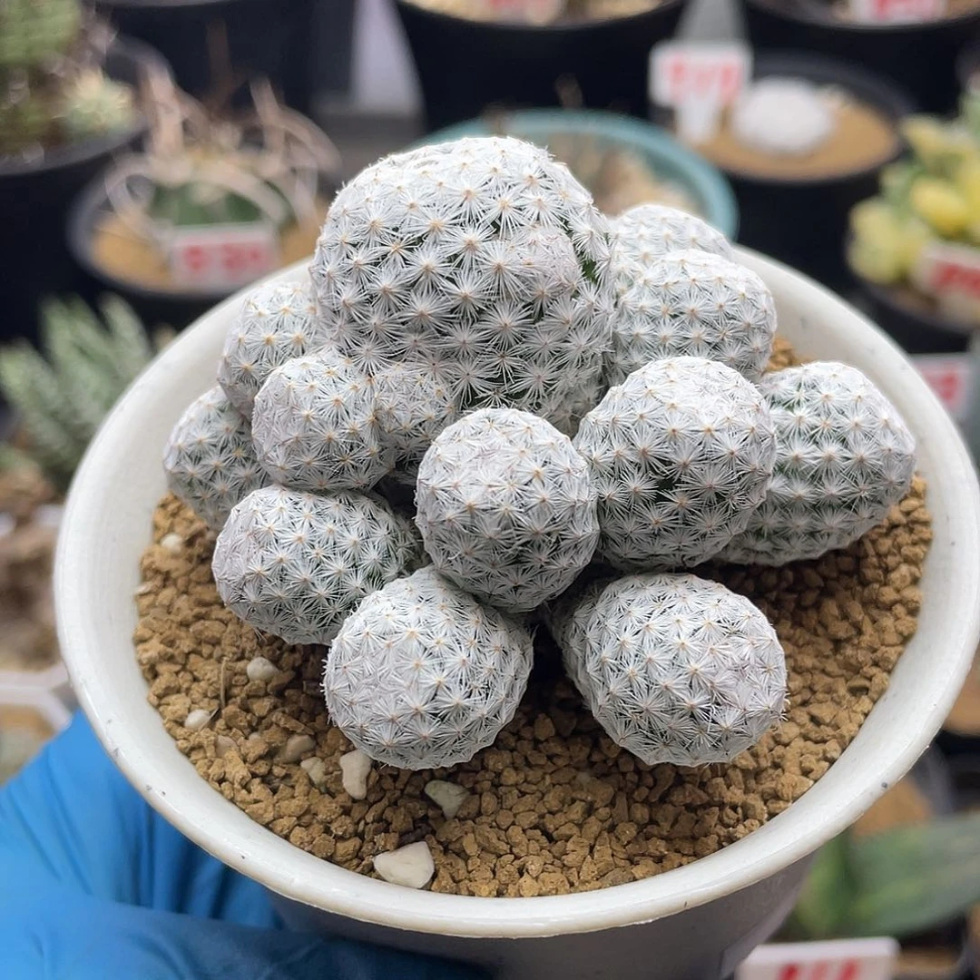 多头大玉白鸟紫花玉米
