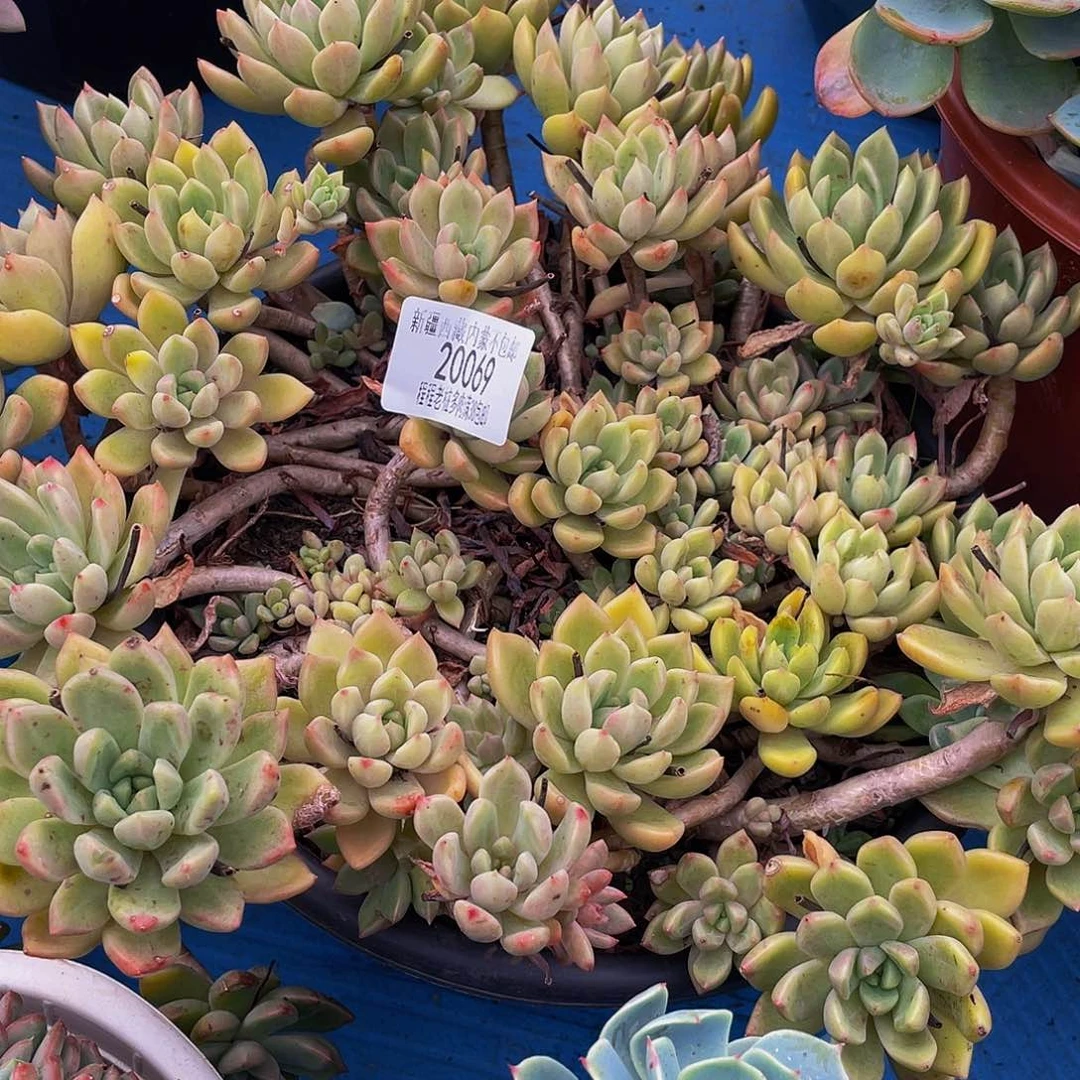 秋***和璀璨20069多肉多肉