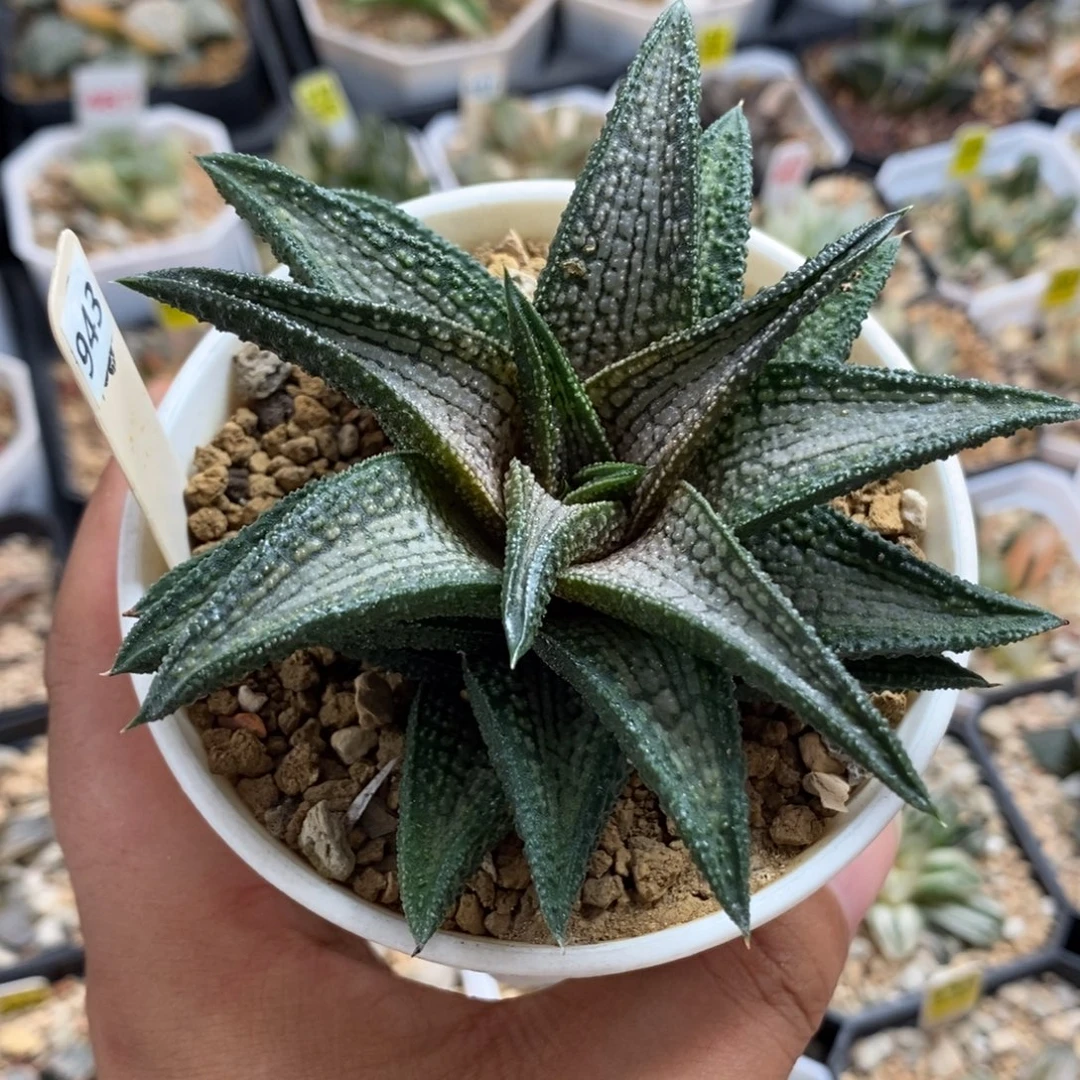 943锦带桥一物一拍