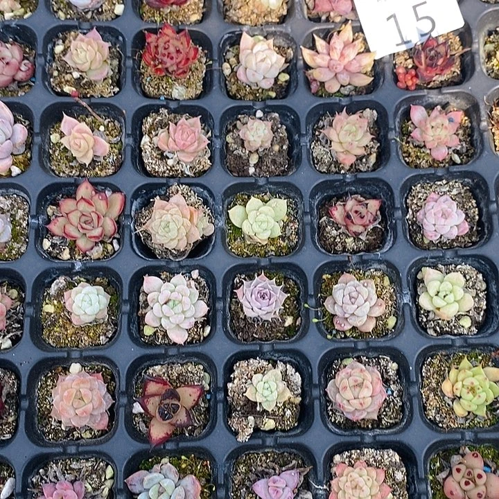 15 多肉植物盆栽花卉植物