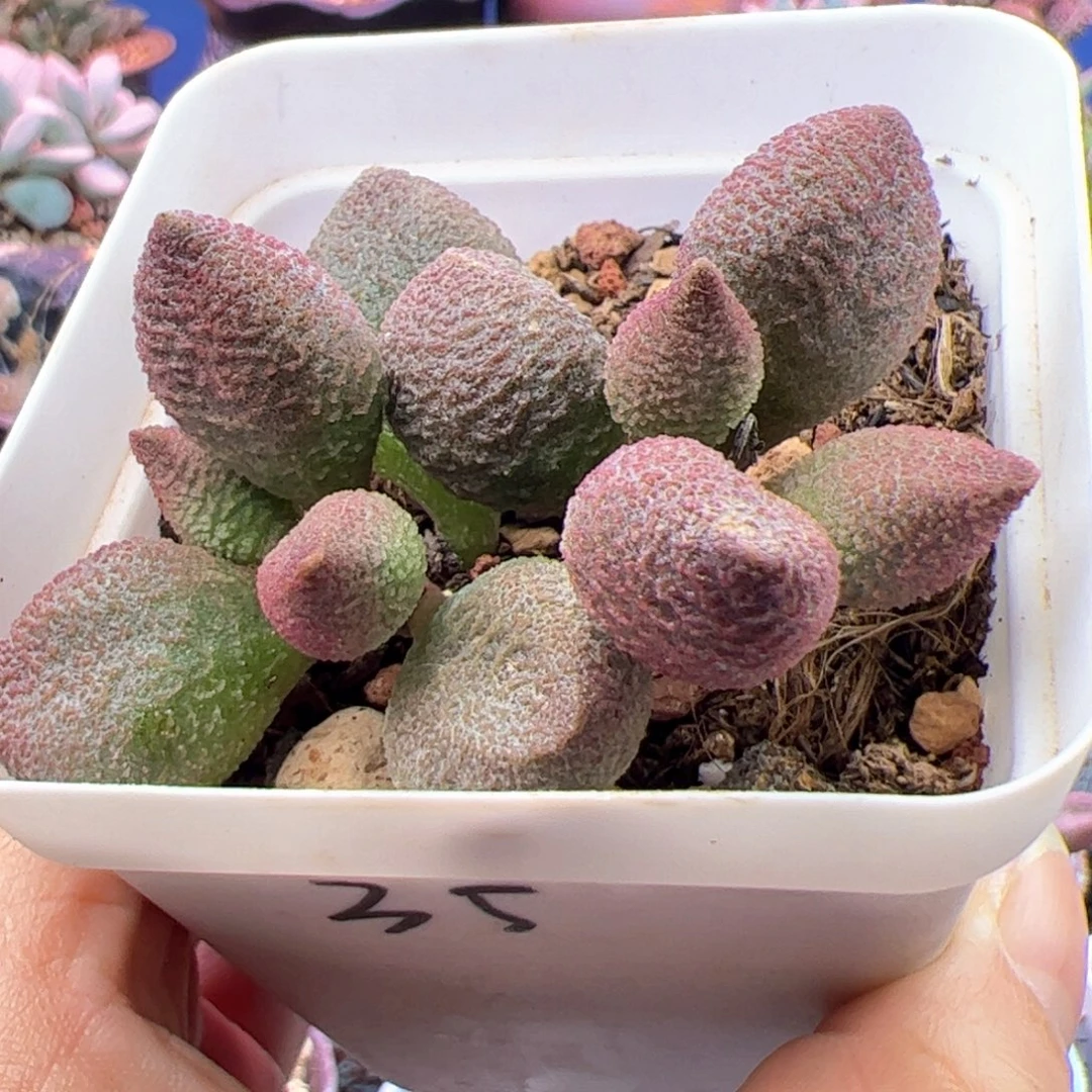 影***姐水蜜桃。