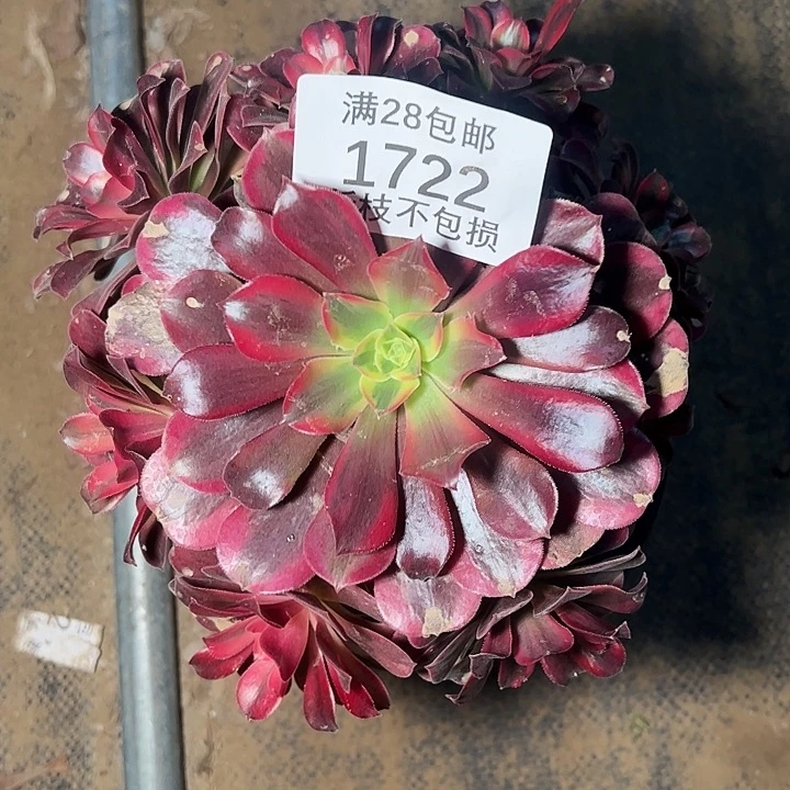 1722美杜莎多肉植物