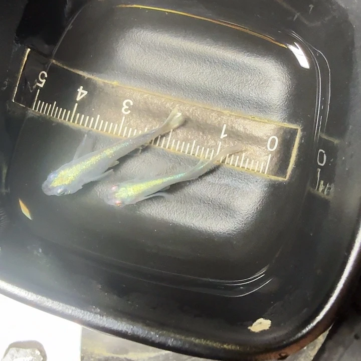 青鳉鱼55号拍品歌舞伎