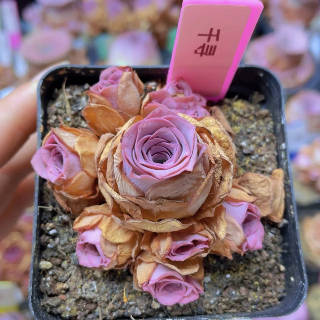 山地玫瑰千寻J526