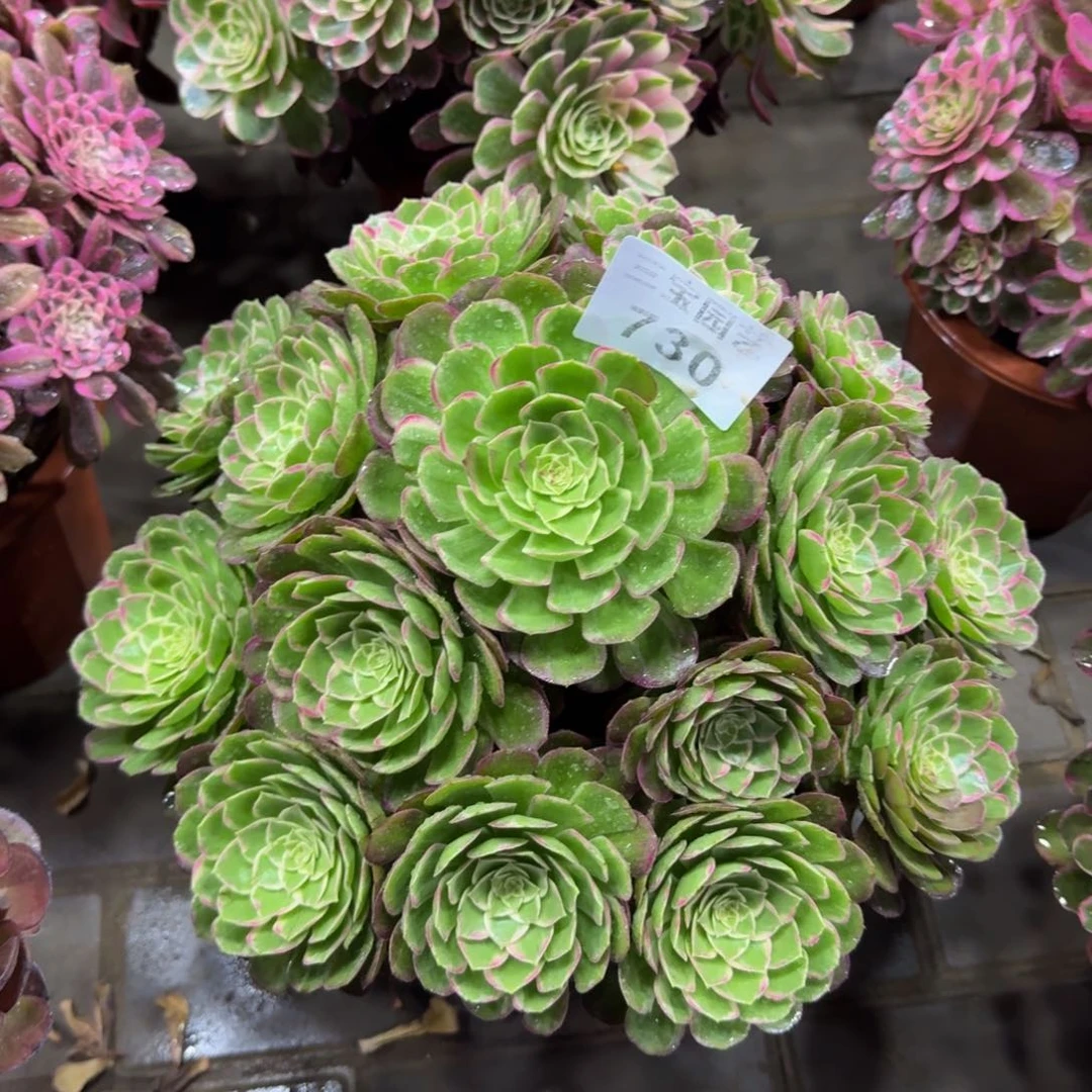 多肉植物730蔷薇