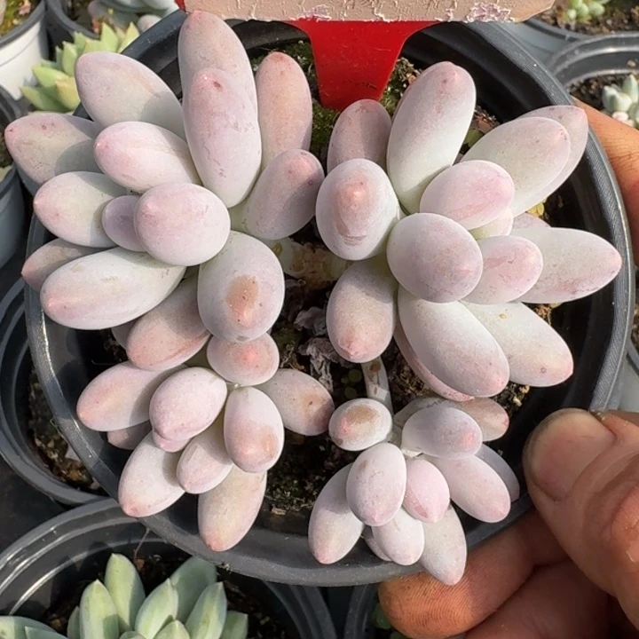 汤圆115多肉植物