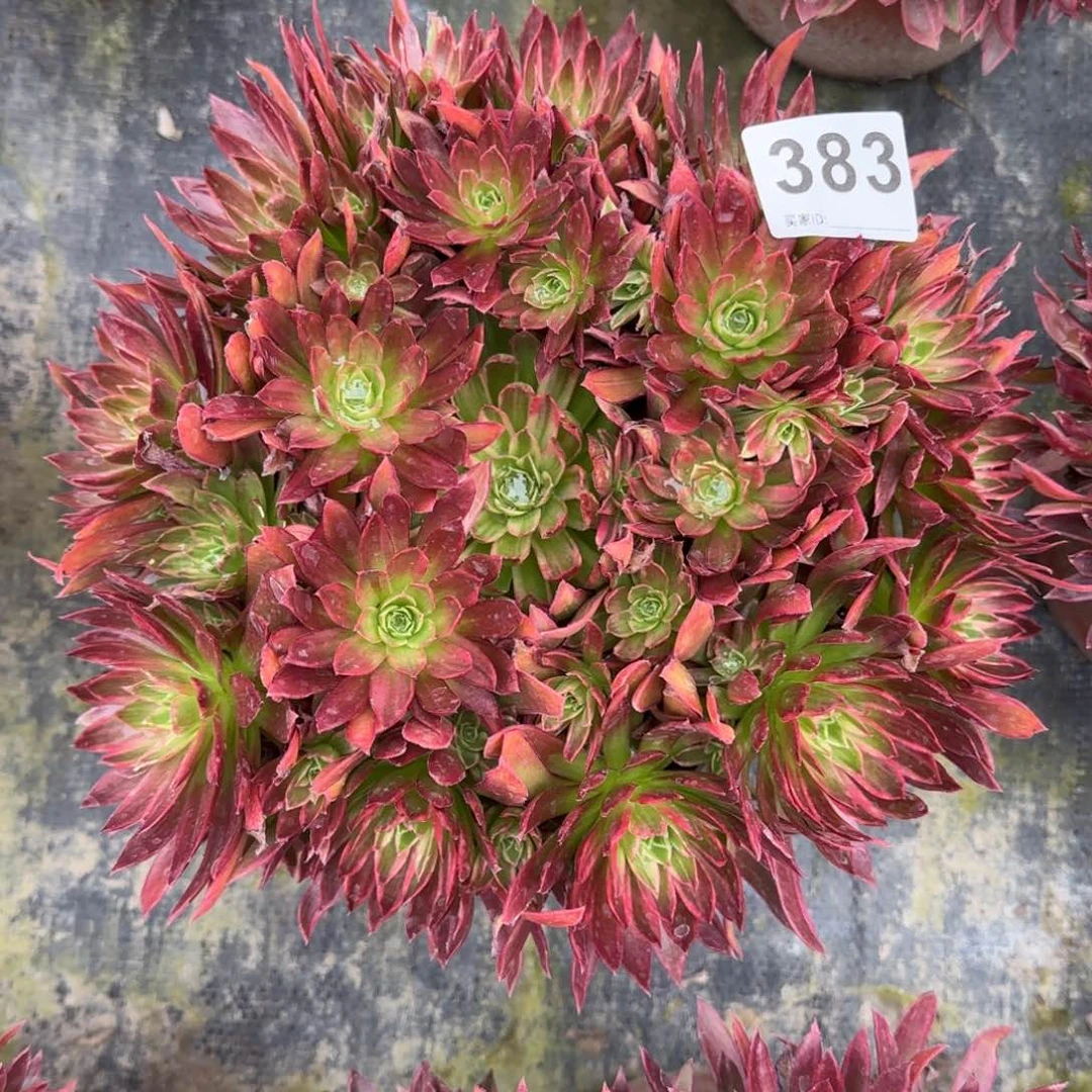 383多肉植物凤凰锦