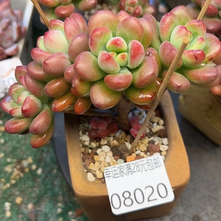 幸运的是我还没遇到过