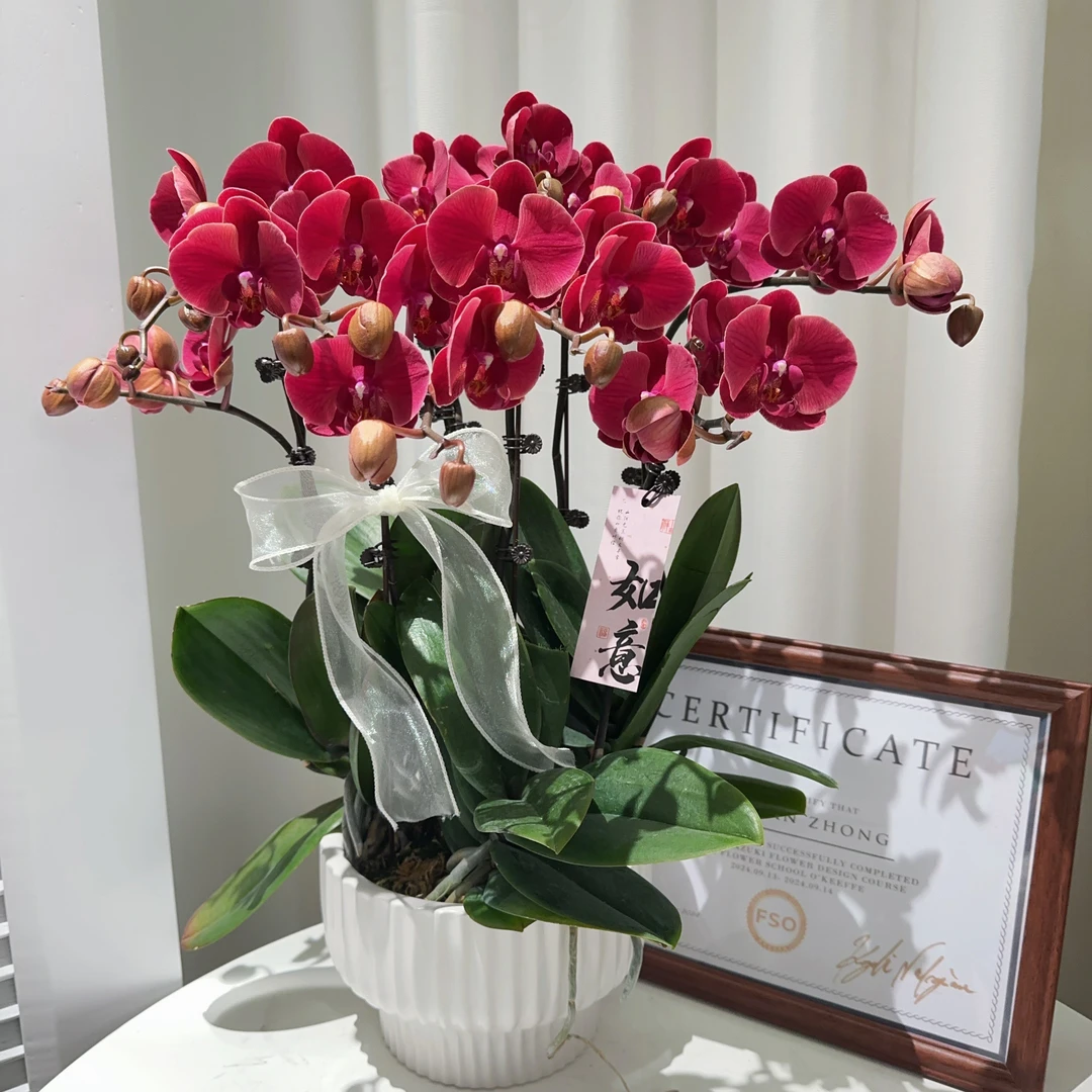 家成年宵【红梅】蝴蝶兰花卉带花剑带花苞四季植物八花剑