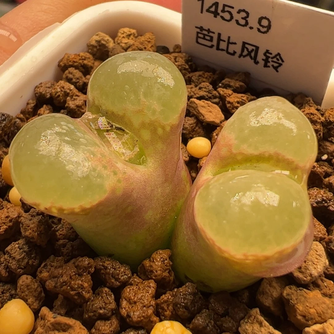 多肉樱花芭比风铃多肉植物