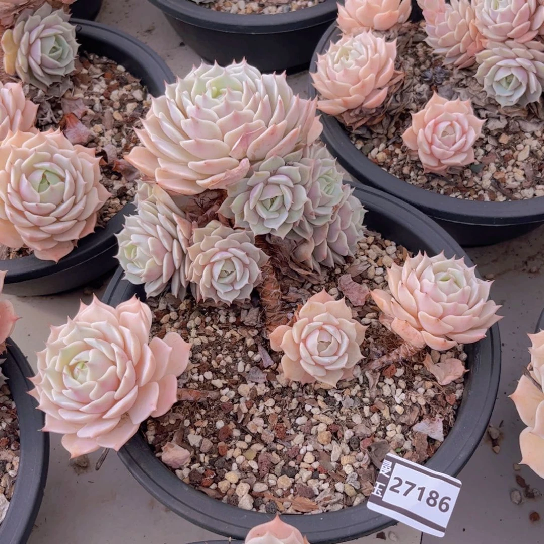 露娜莲多肉植物27186