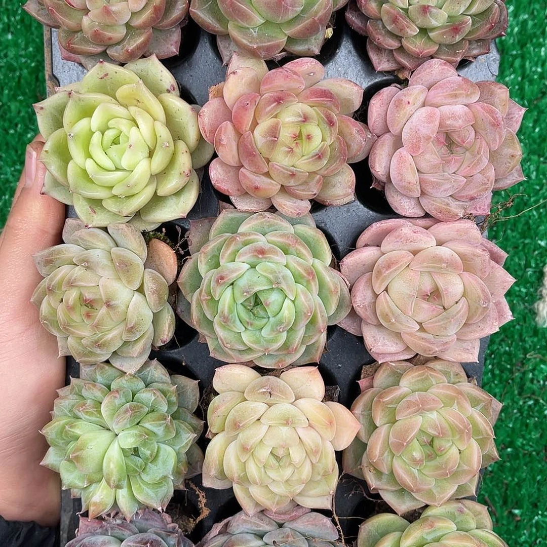 多肉一物一拍27-162