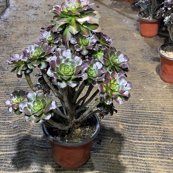 13，晚霞1345778899990