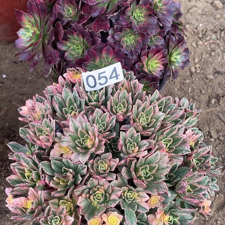 054组合无售后对肉植物