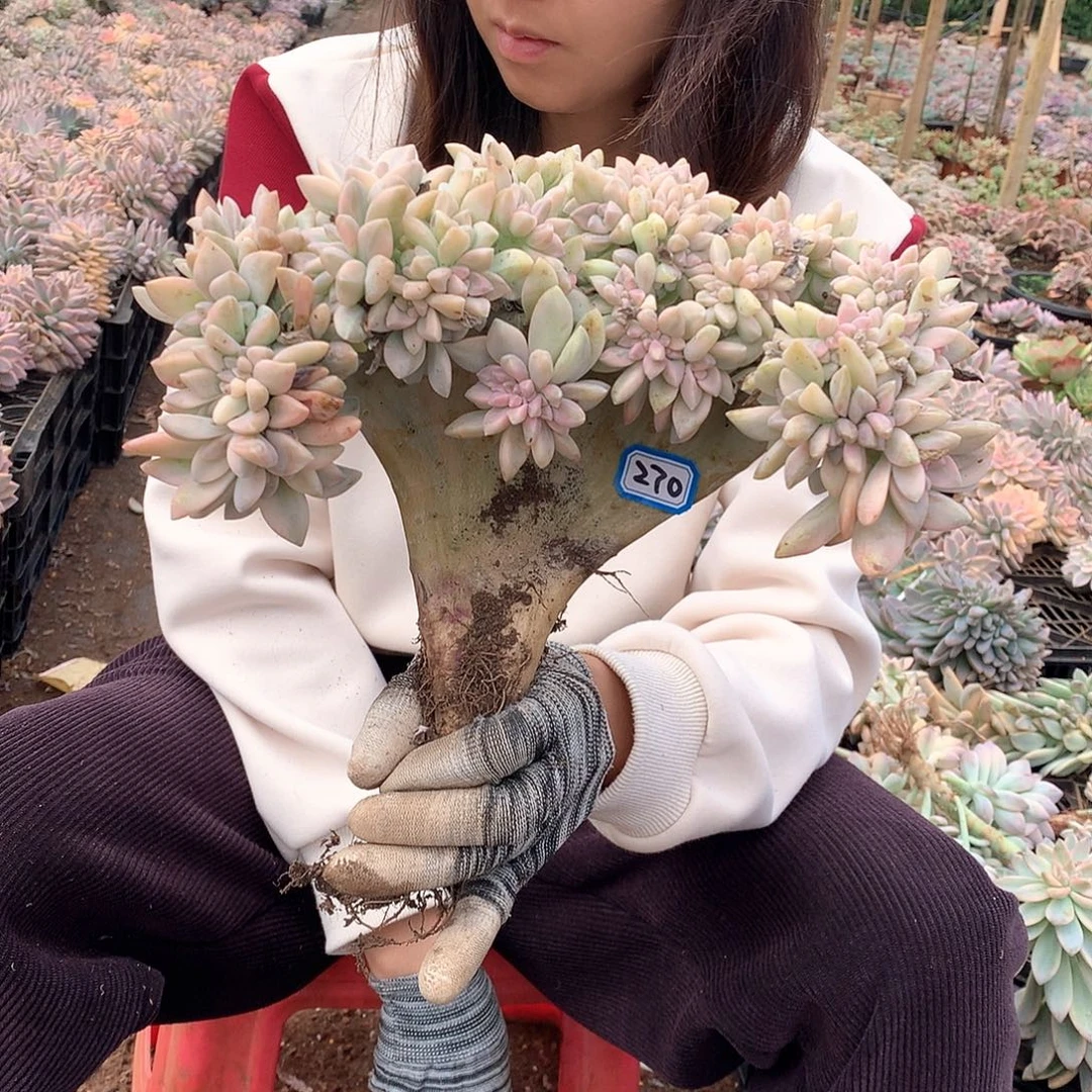 270 淡雪锦 一物一拍多肉植物