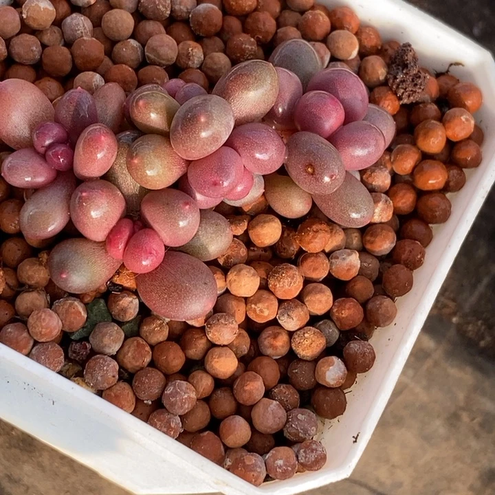 小**米彩虹奶酪多肉植物