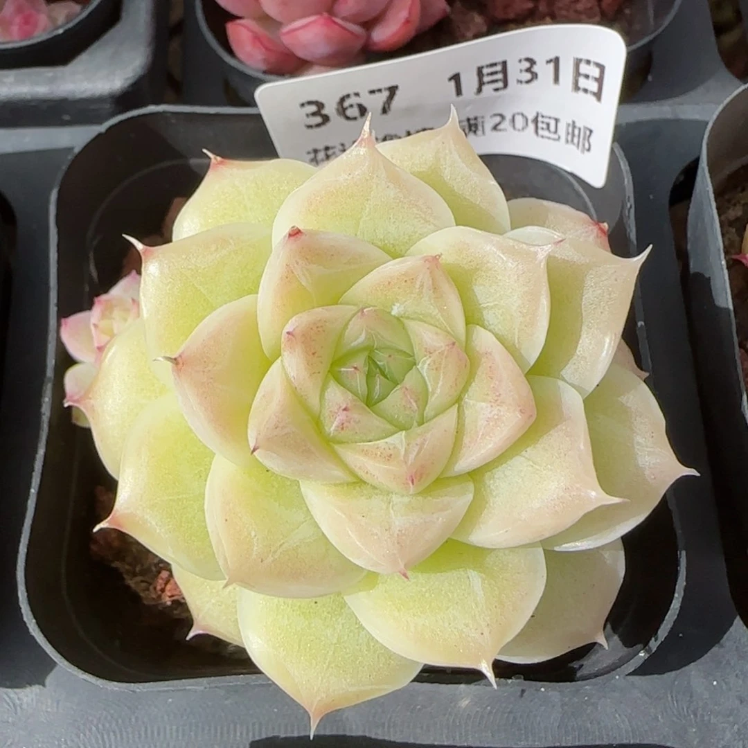 花语逸镜0131-367