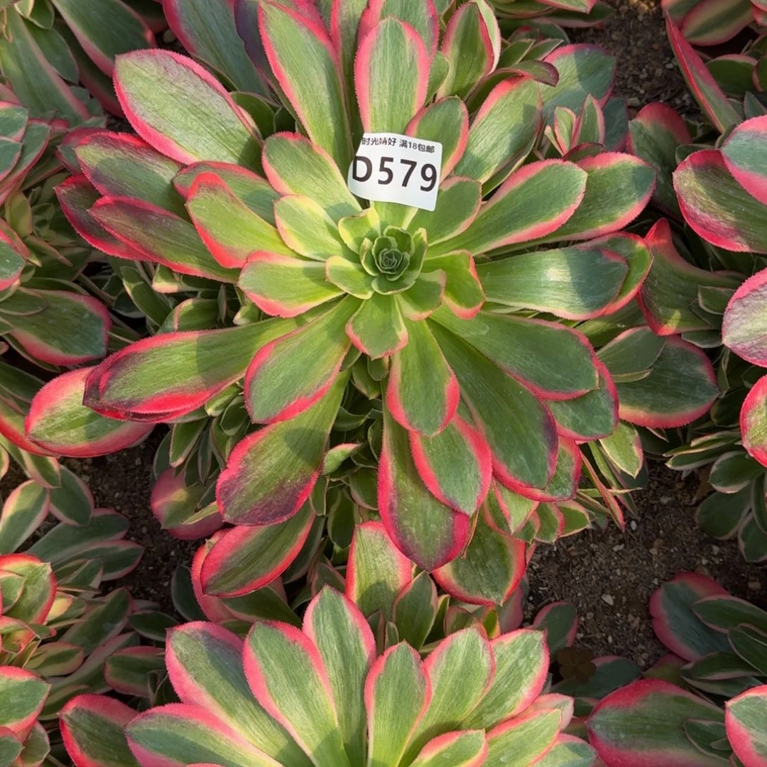 指**凉579十级福利多肉植物