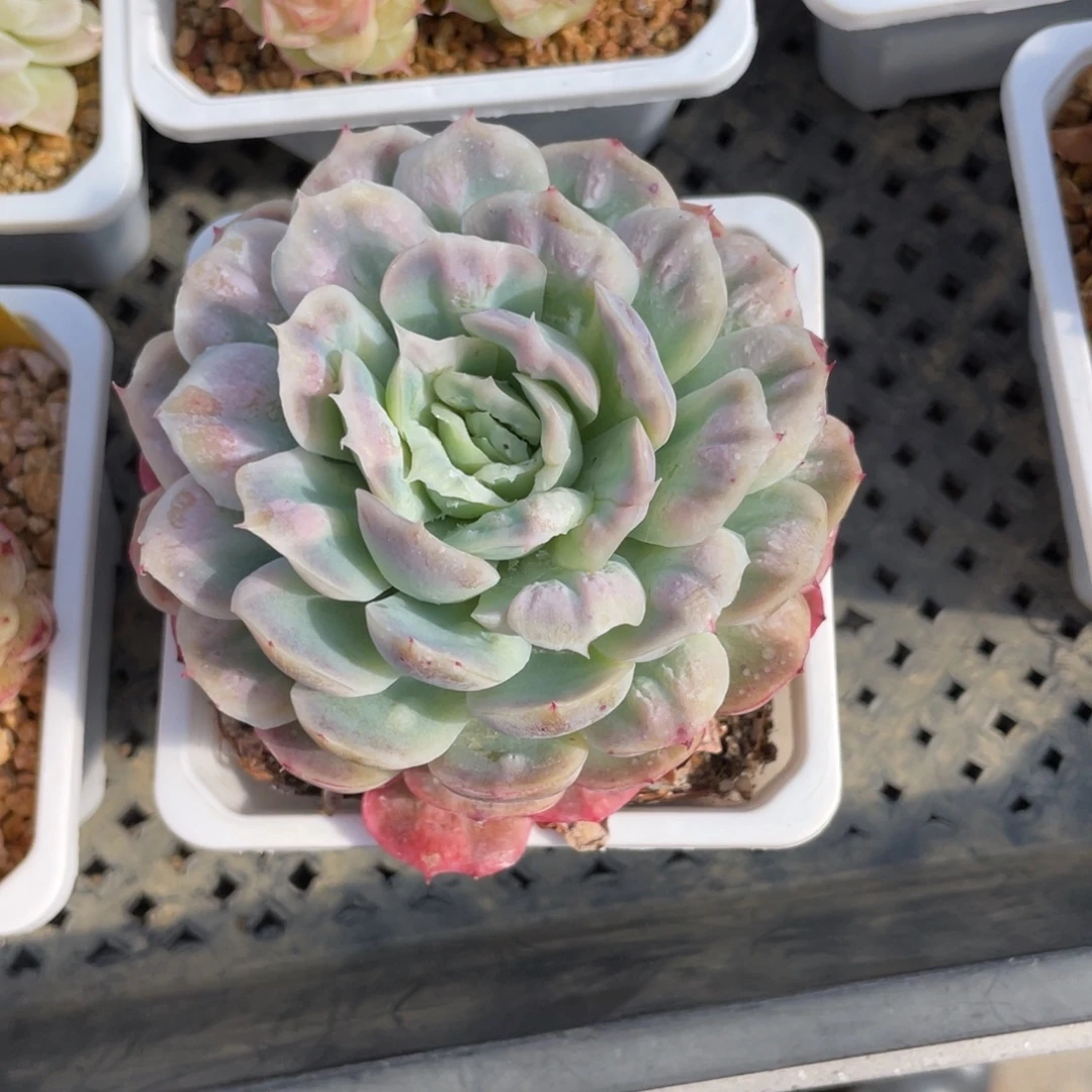 优选泡泡纱多肉福利2633