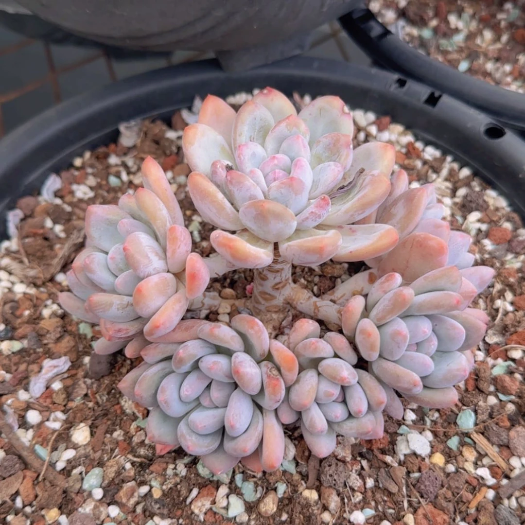 【闪购商品】香水9.9