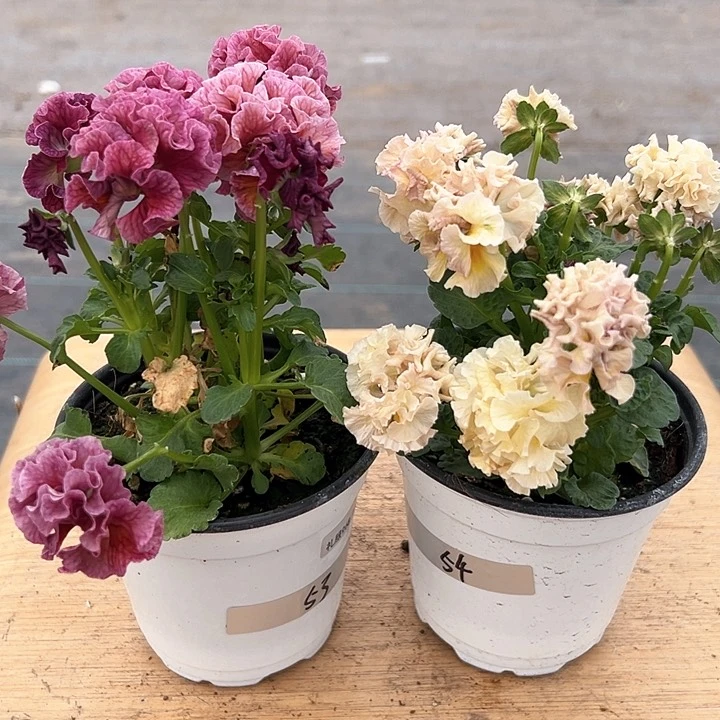 红陶抖音直播闪拍53-54