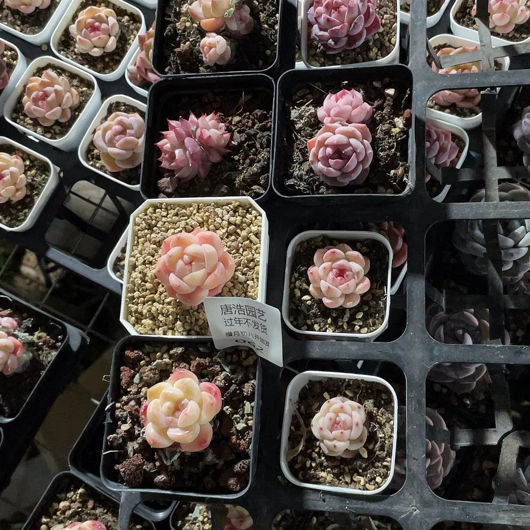 M**o糖心混一物一拍062