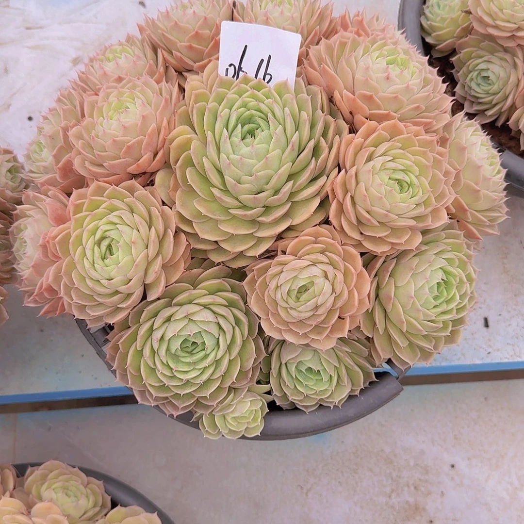 S****0616昂斯诺多肉植物