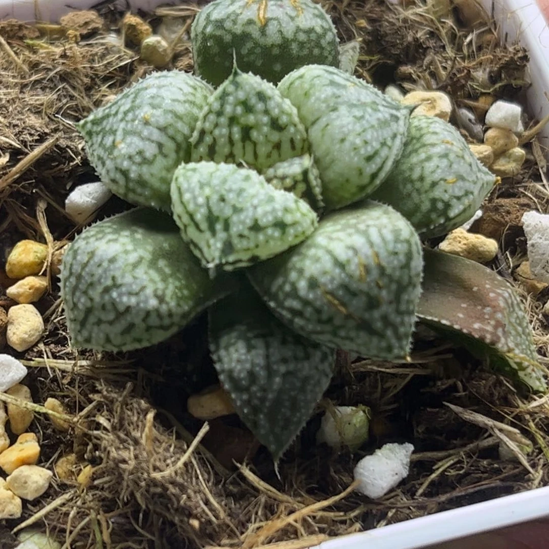 73丸叶实生白银发发发发发发