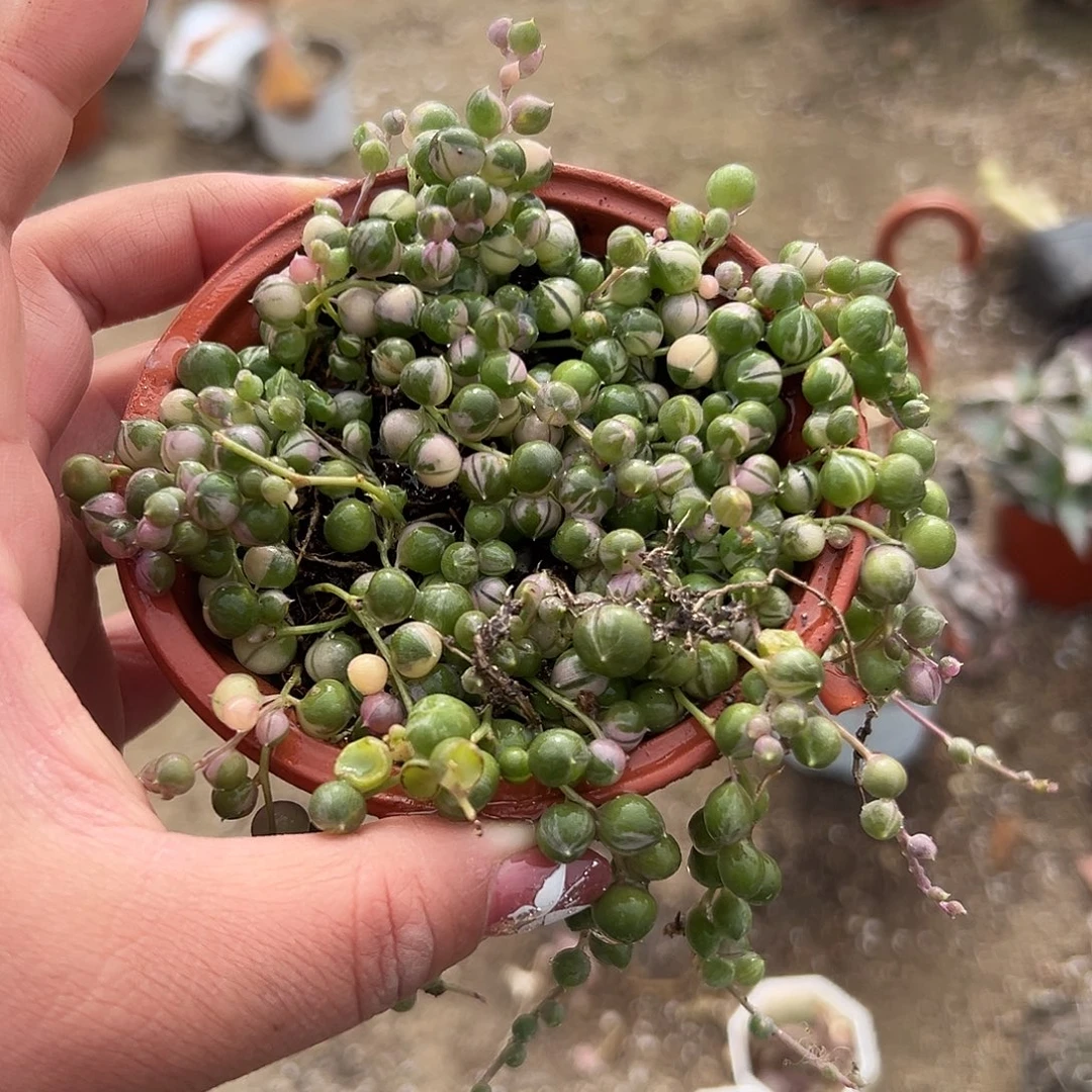 多肉植物佛珠锦带盆