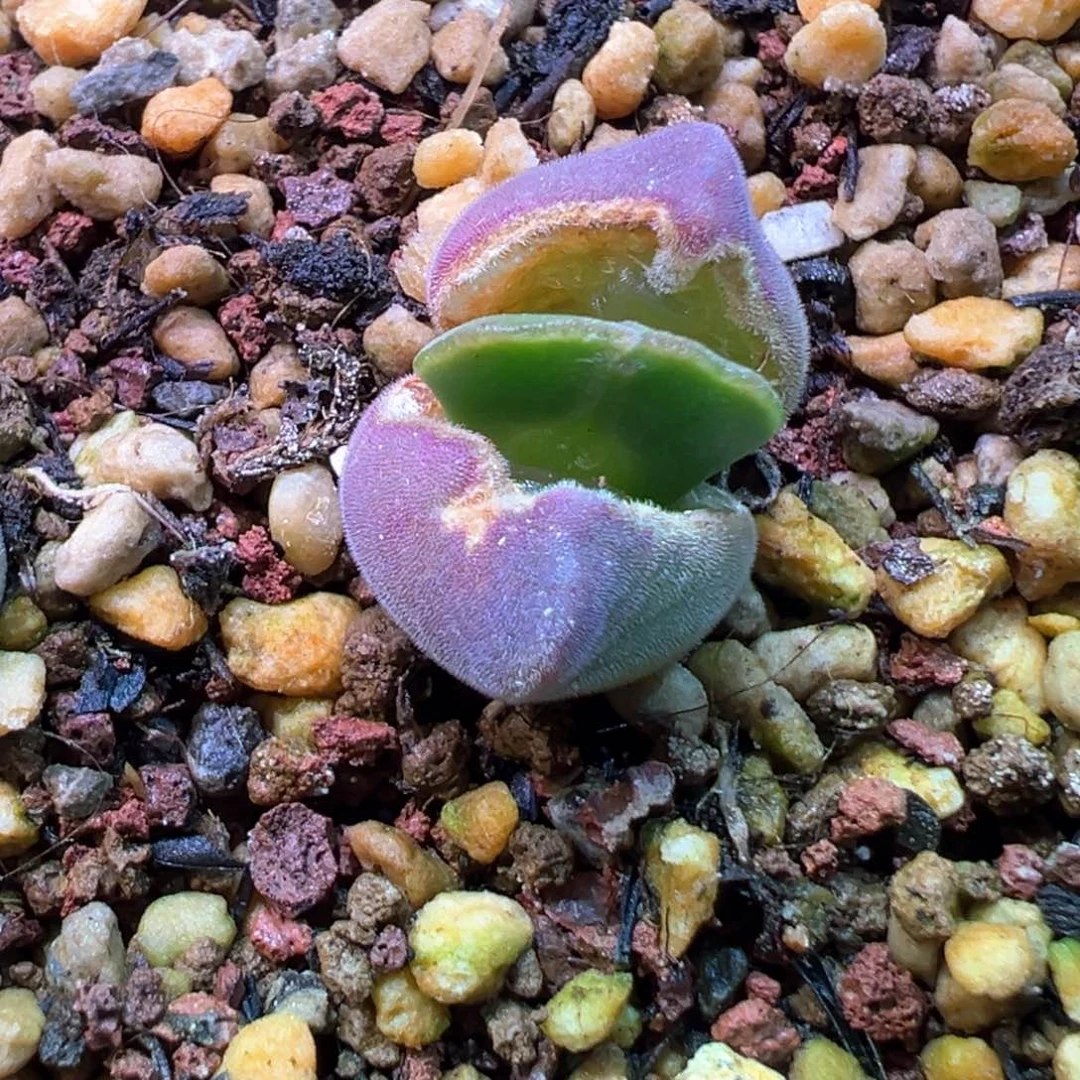 吧*。专拍专拍 肉锥植物