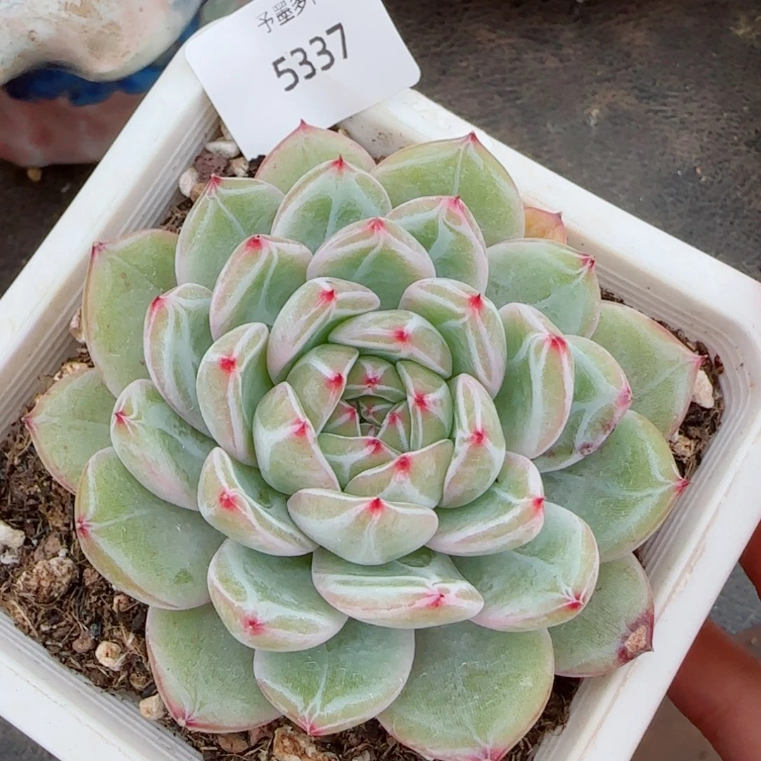 雪花珍妮，5337多肉植物