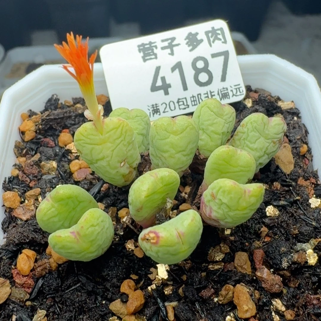 带盆土。