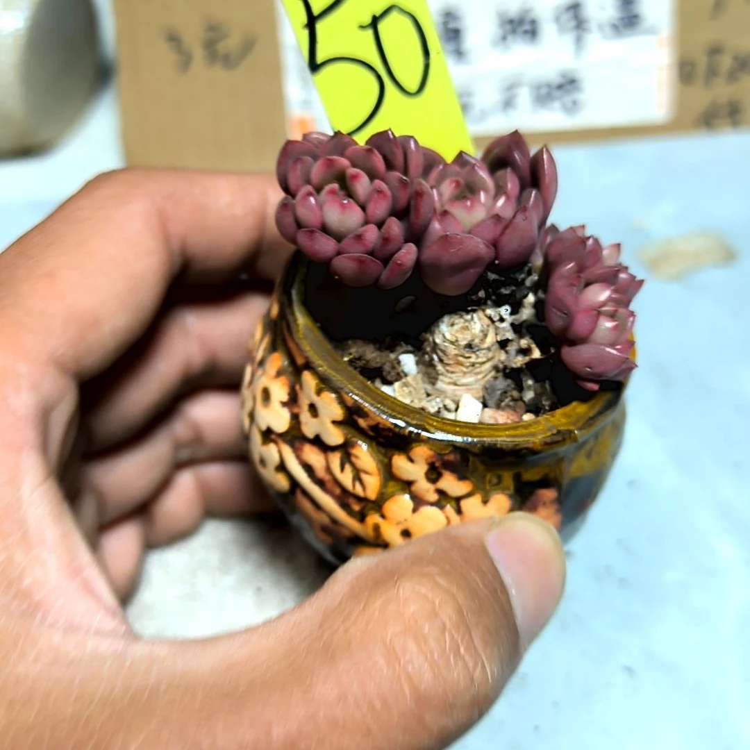 满6元包邮，#红宝石50号老庄