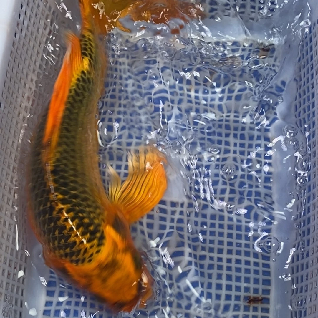 锦鲤冷水锦鲤包邮
