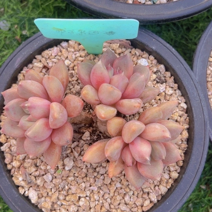 健健康康平平安安