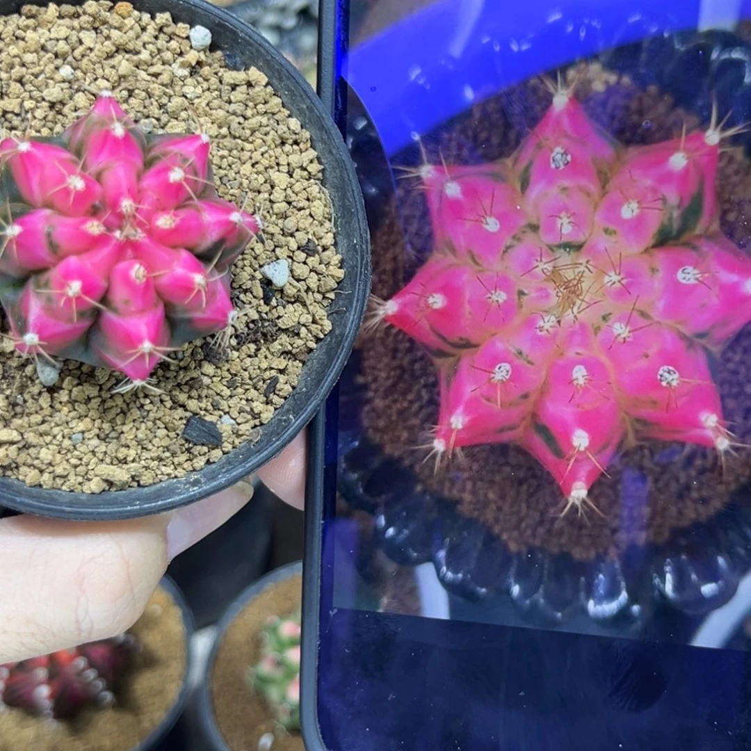 哈娜————————————