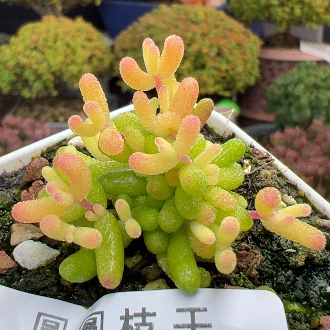 dy5952小可爱糖球黄化锦盆口5cm