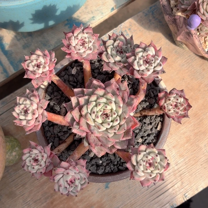 多肉植物 绿爪一物一拍-4