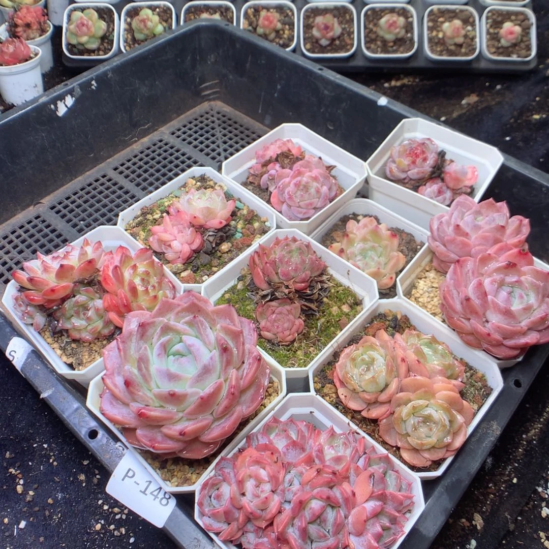 无花朵P148yyyyyyyyyyy