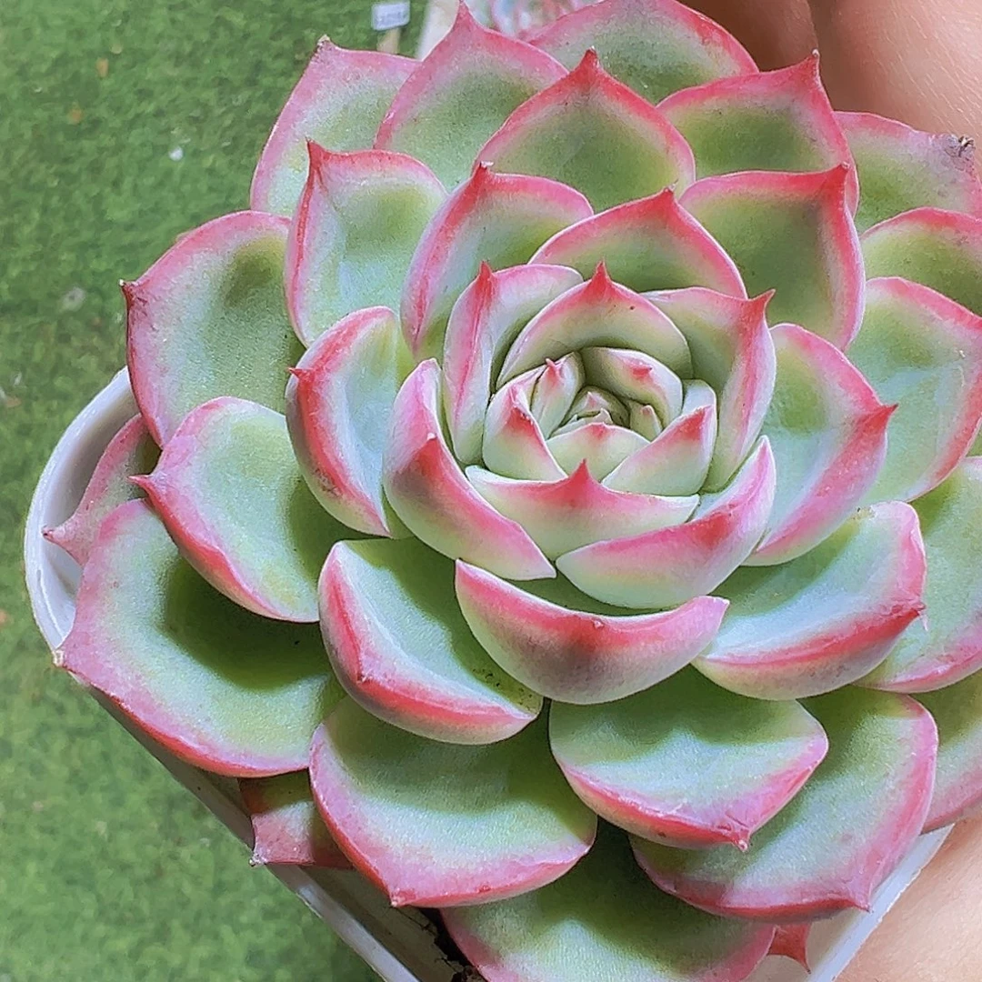 超美大侧影19包邮多肉