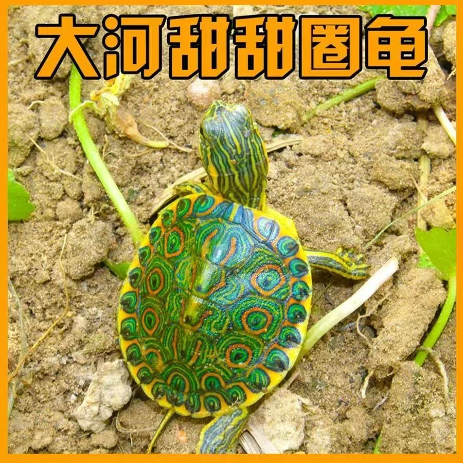 大河甜甜圈龟深水龟苗可鱼缸混养的观赏宠物活物