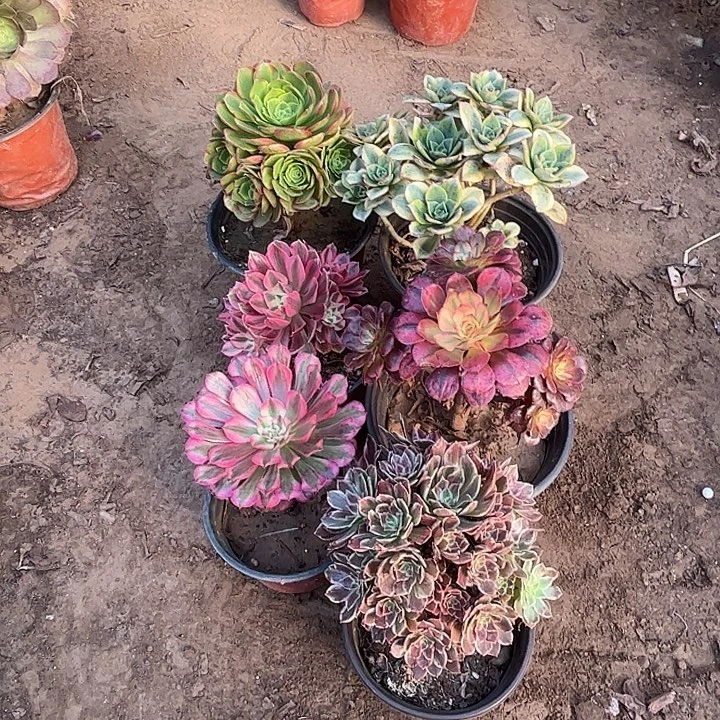 356多肉植物组合瑕疵特价，