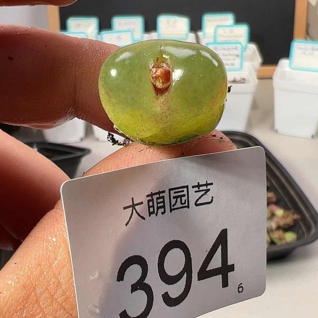 0000394 一物一拍……