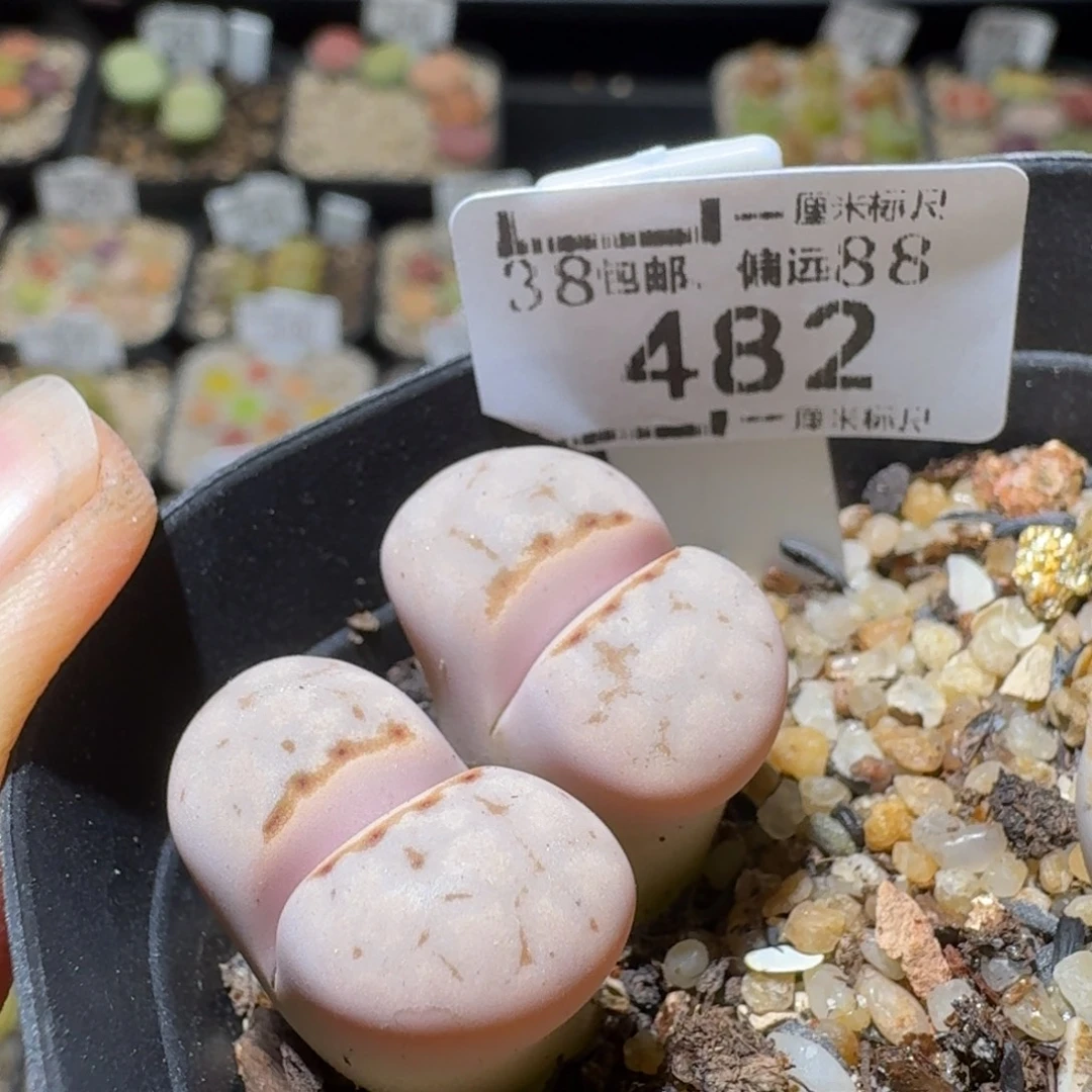 Sss精品便宜清了482高特