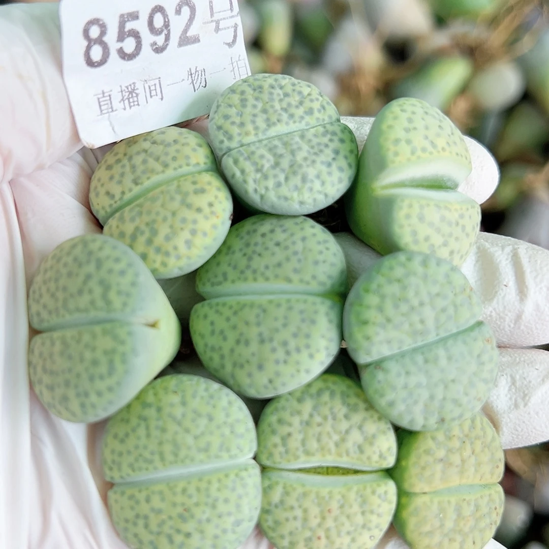 8592 好养易活生石花大母本9个