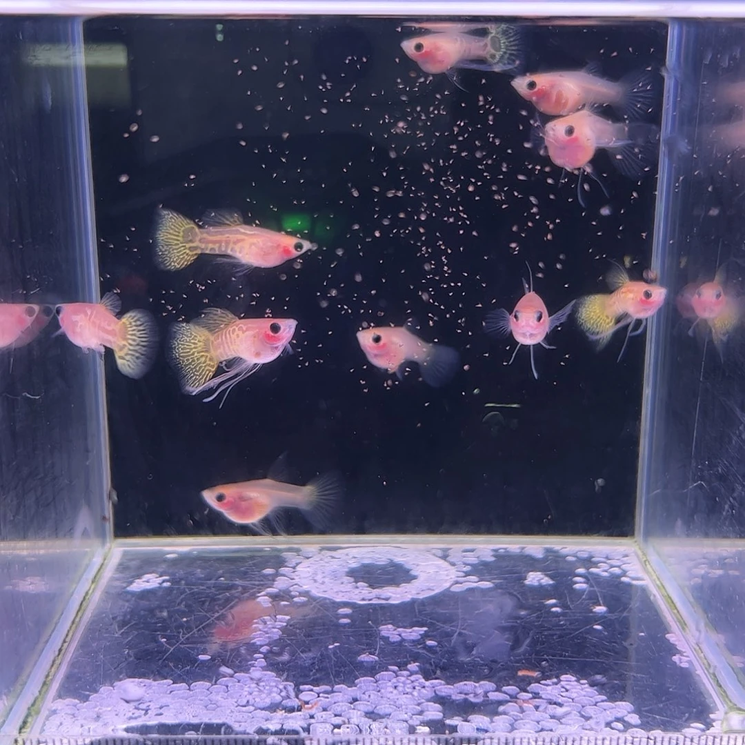孔雀鱼黄蕾丝玻璃猫10条