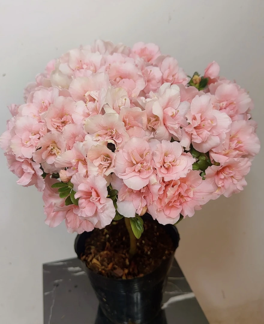 小桃红粉色杜鹃花盆栽四季开花室内外绿植带花苞好养植物