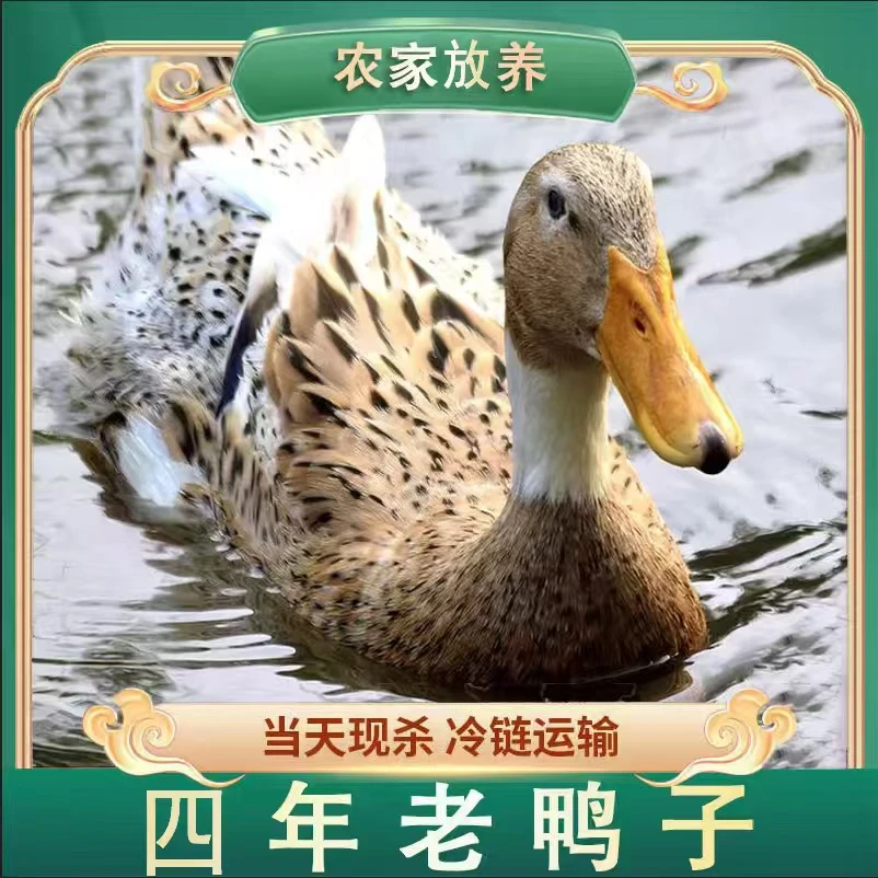 【阿丹家】农家放养土鸭4年老鸭 带内脏 带蛋花 单只净重6-7斤