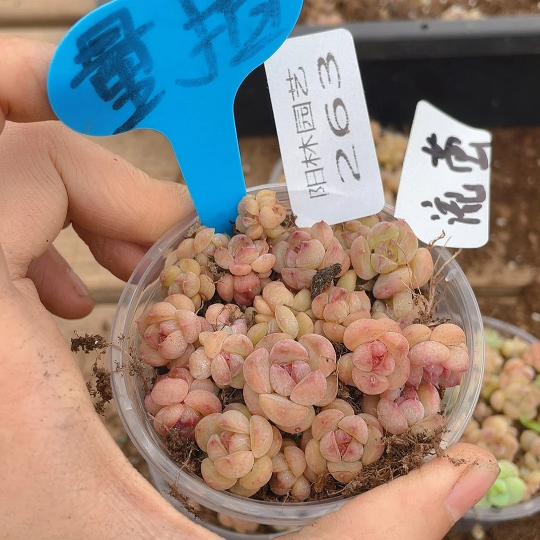 量拍多肉植物多肉植物263