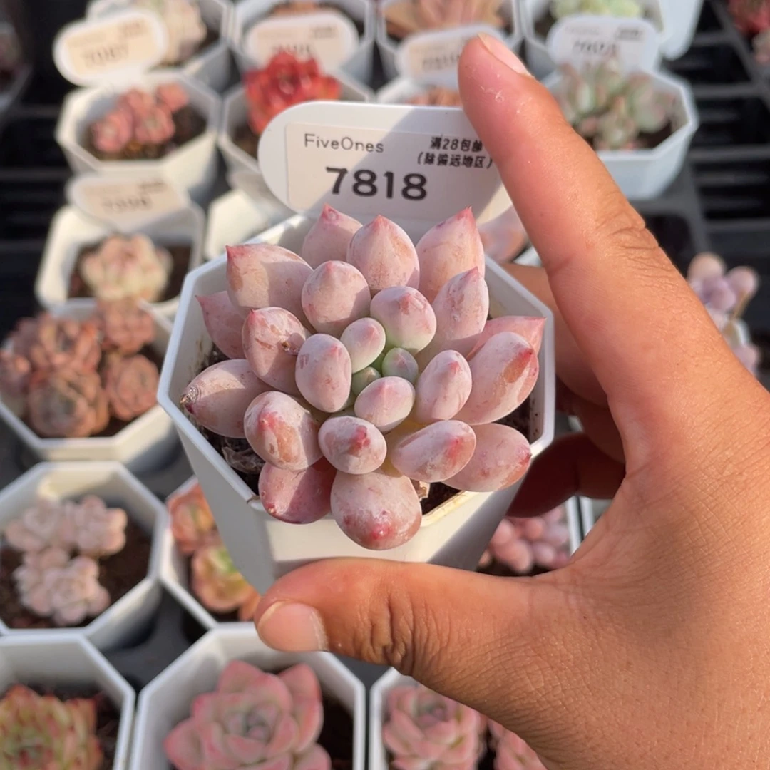 7818所罗门5.0厘米